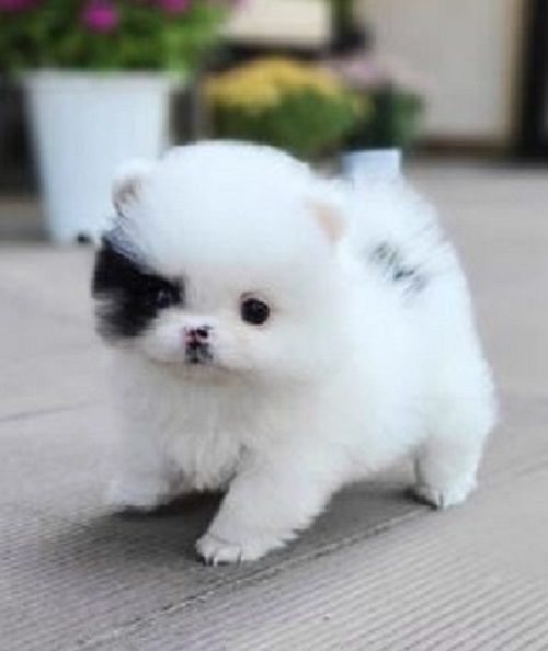 Puppies in Canada: Pottyregisteredpuppies.com