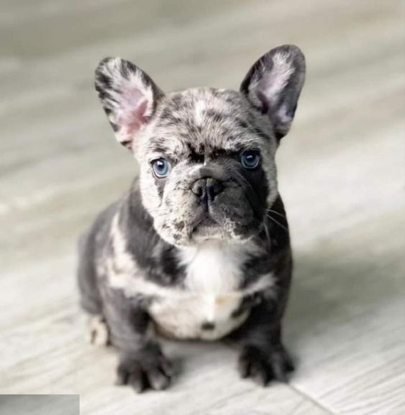 Puppies in Toronto Ontario
