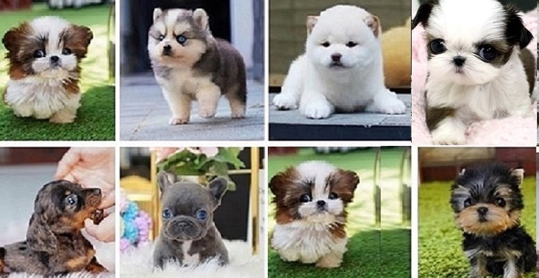 Puppy for $500