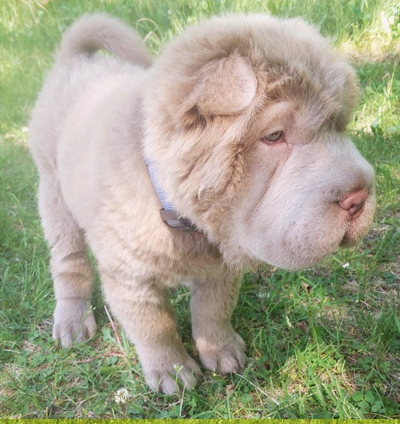Shar Pei puppy