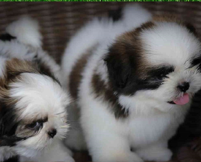 Shih Tzu Puppy