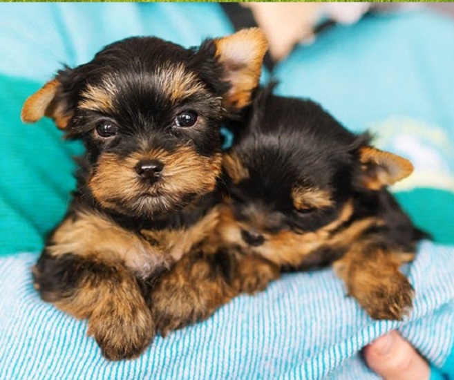 a Yorkie puppy pottyregisteredpuppies.com