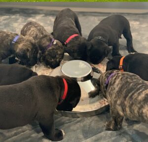 a Presa Canario puppy