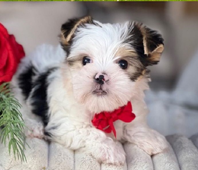 a Yorkiepoo puppy