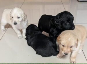 golden retriever puppy