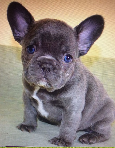 grey Puppy for sale