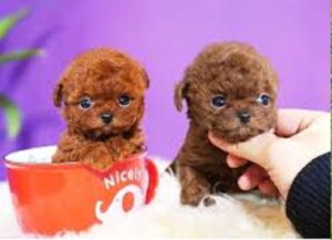 miniature puppies