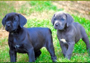 Cane Corso puppy