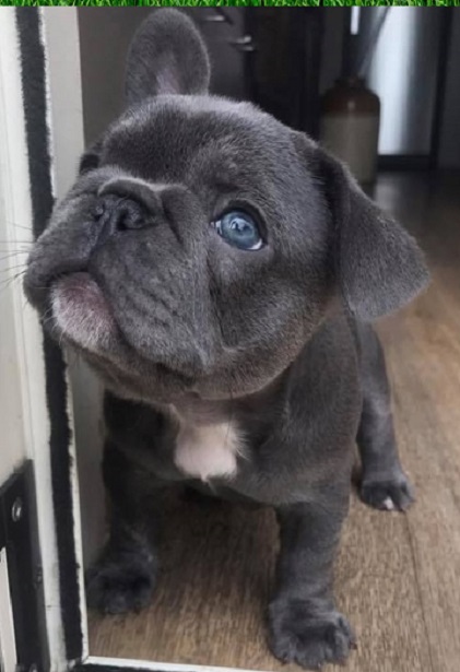 Decide to Buy a Puppy
