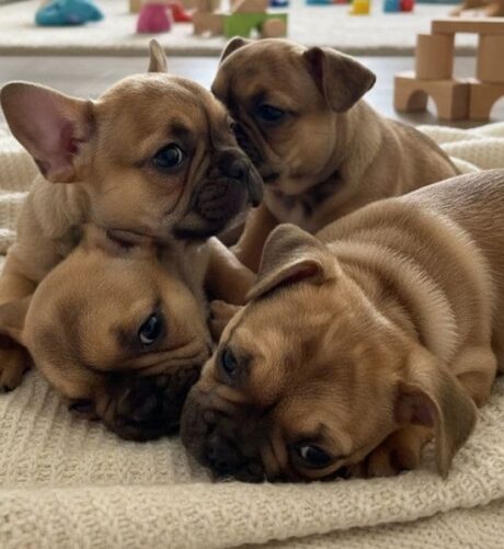 fluffy french bulldogs