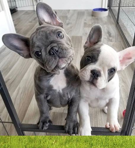 Fluffy French bulldog -
