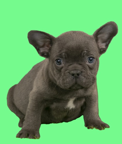 Fluffy French bulldog