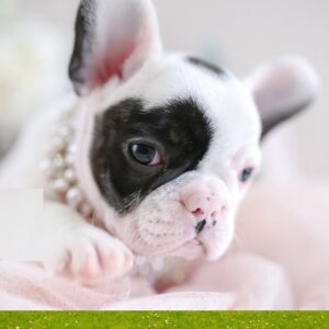 Fluffy French bulldog