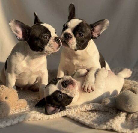 French Bulldog Canine Parvovirus