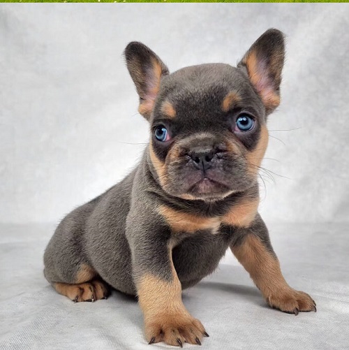 French Bulldog Canine Parvovirus