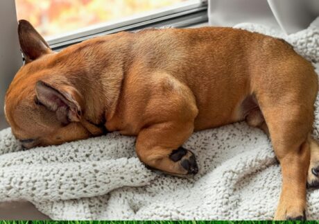 French Bulldog puppy