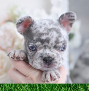 French bulldog -
