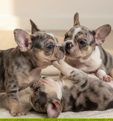 French bulldog dog breeds