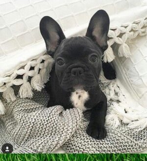 French bulldog for sale -