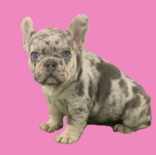 French bulldog for sale