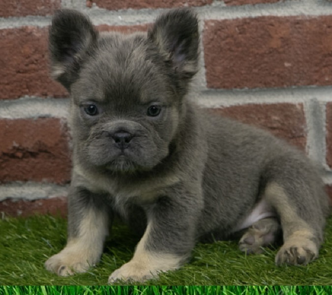 French bulldog hip dysplasia in dogs
