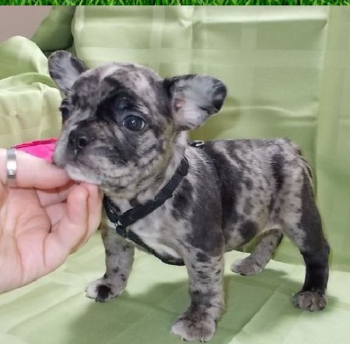 French bulldog hypoallergenic
