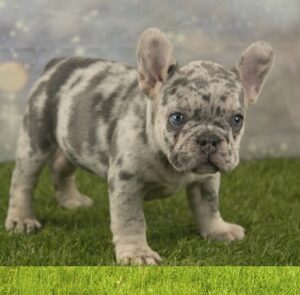 French bulldog lifespan -