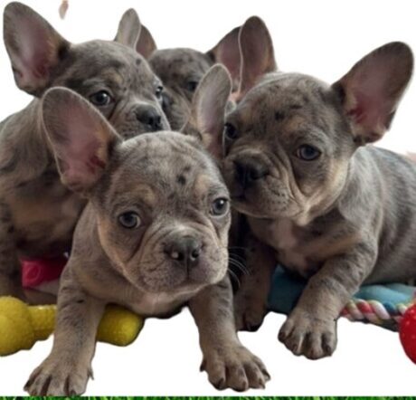 French bulldog lifespan