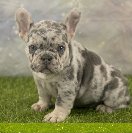 French bulldog lifespan