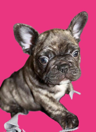 French bulldog price