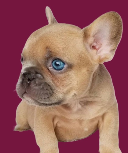 French bulldog price