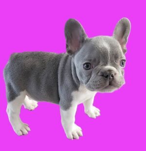 French bulldog price