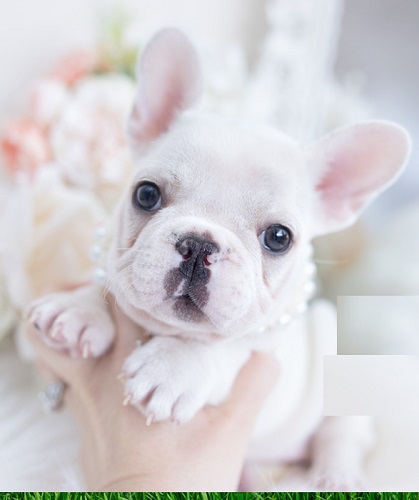 French bulldog puppies -