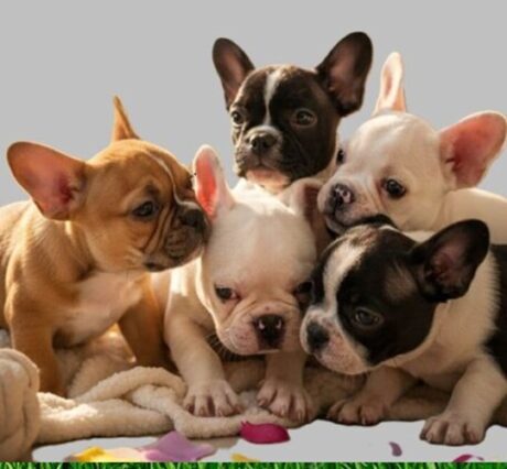 French bulldog puppies