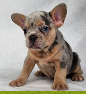 French bulldog puppies