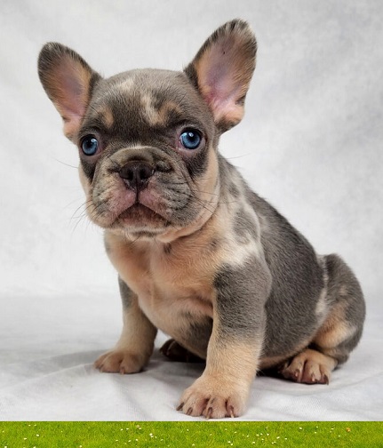 French bulldog puppies for sale -