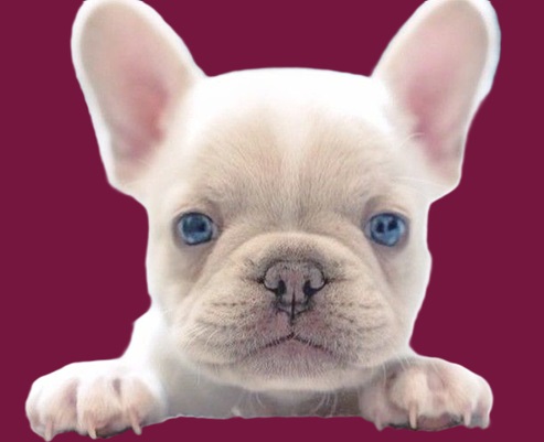 French bulldog puppies for sale