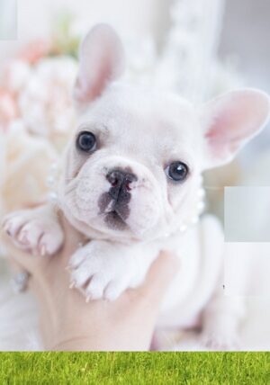 French bulldog puppies for sale