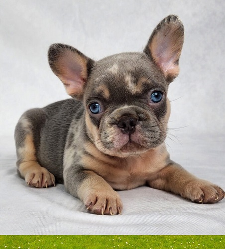 French bulldog puppy -