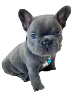 French bulldog puppy