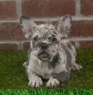 French bulldog puppy