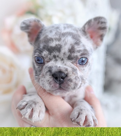 French bulldogs for sale -