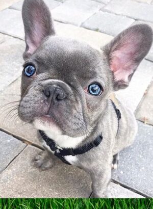 French bulldogs for sale