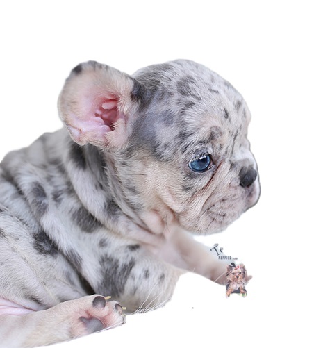 French bulldogs for sale near me