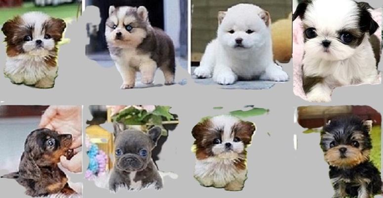 French bulldogs for sale near me