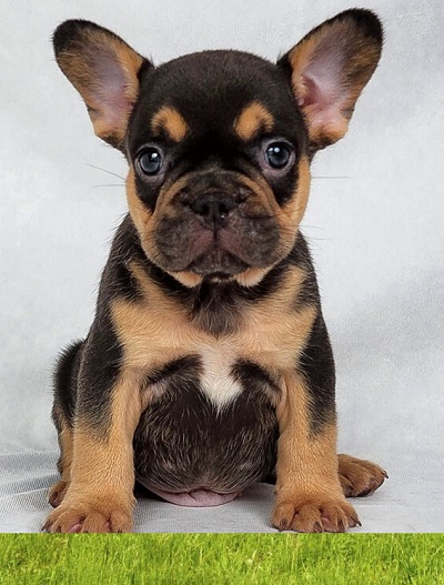 French bulldogs