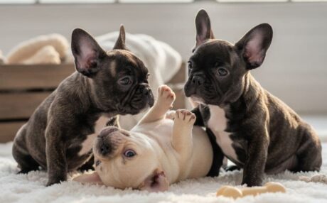Frenchie bulldog sale