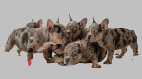 French bulldog for sale : Frenchie for sale