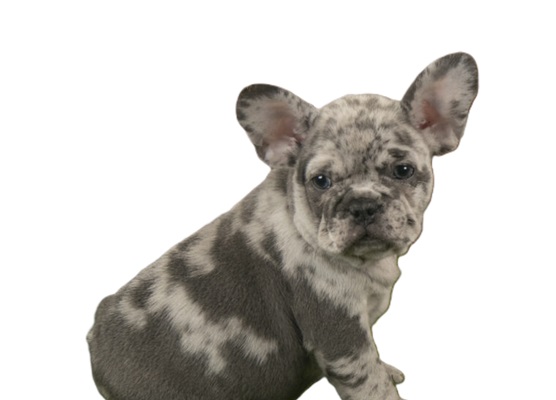 Merle French bulldog -