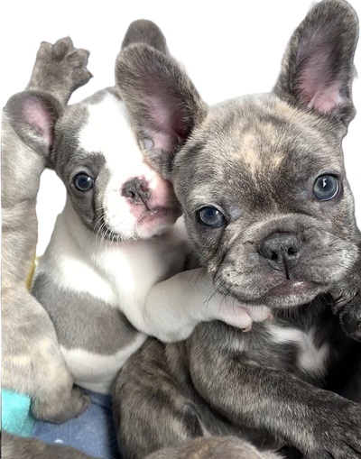 Merle French bulldog